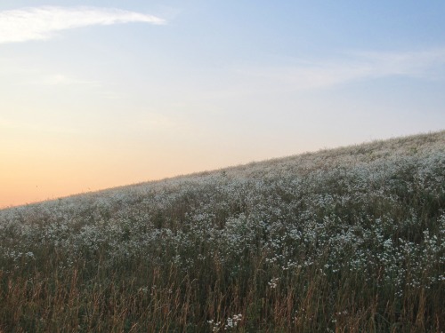 geopsych:  We saw these hills: they were covered with flowers. 