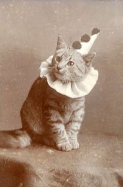 kitziklown:  modring:  kitty, c.1890s  If