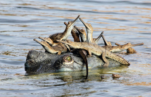 maddysgems:Gharial with her babies.Chanbal riverIndia