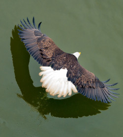 opticallyaroused:  Bald Eagle soaring over