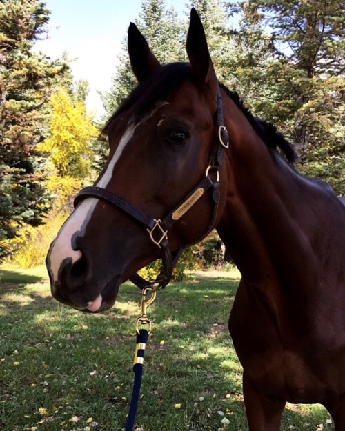 takingthelongspot: I’m so lucky I’m getting to give this amazing ottb a second chance. L