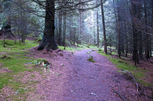 Whinlatter Forest by D_Alexander on Flickr.