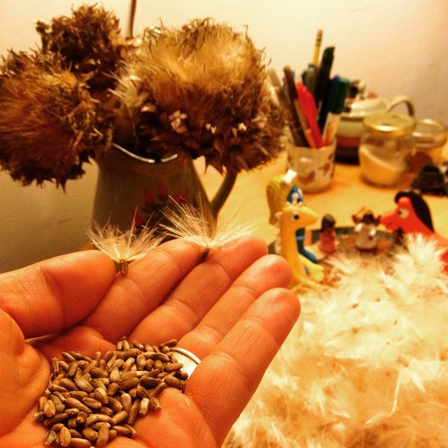 Cardoon seed takes to the sky on these feathers. It is a lot like artichokes and very closely related. But you braise and eat the young stems before it sends up flowers (which are the beautiful purple flowers on the banner at seedkeeping.tumblr.com)....