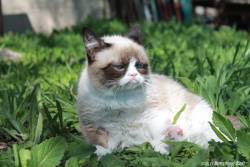 tardthegrumpycat:  The Daily Grump | February 27, 2013 