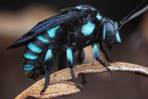 sitting-on-me-bum:Neon Cuckoo Bee - Thyreus nitidulusPhotographer: Michael Doe