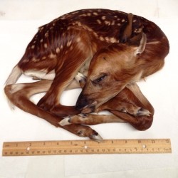 blackbearsonbathsalts:Available now! Sale fell through on this guy, so he is up for grabs again. This is a gorgeous fetal fawn that was about a week from birth; its mother lived on a deer farm, and had to be put down after sustaining fatal injuries from