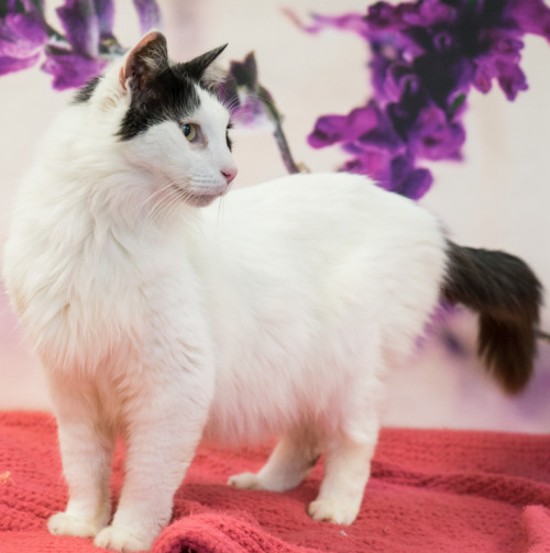 Signal Boost!More of Senior Kitty Lancelot -  Friends for Life Shelter - HoustonHis legend begi