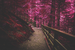 deeplovephotography:  Vancouver Island Infrared (44/?)portfolio | flickr | facebook | society6