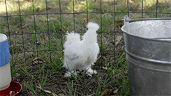 wiccanthropy:   Fluffy Chicken Day 2013  It seems like just an hour ago we helped