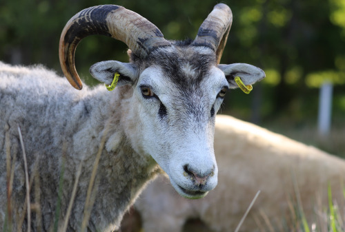 Gute sheep/gutefår, an old Swedish breed. The Gute is horned in both rams and ewes. Värmland, Sweden