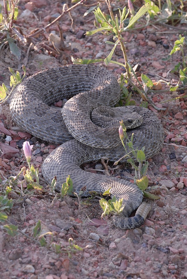 rebeccathenaturalist:Hero Dog? How to Prevent Dog-Wildlife ConflictsOriginally posted on my blog at https://rebeccalexa.com/hero-dog/We’ve all seen the headlines: “Hero dog saves owner from rattlesnake!” “Hero dog saves owner from bear!” “Hero