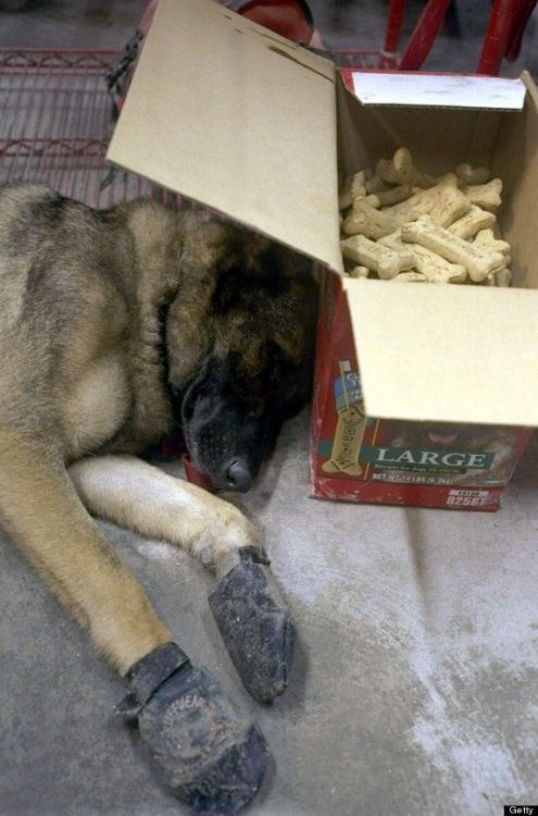 congenitaldisease: A German Shepherd called Micah, relaxing after spending 20 hours searching for su