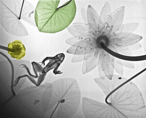 shychemist:  brains-and-bodies:  sagansense:   Nature From The Inside Out — Beautiful X-Ray Images Show The Hidden Complexity Of The Natural World Radiation physicist Arie van’t Riet never thought he’d be an artist. But after a colleague asked him