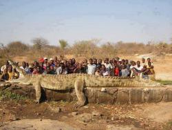 cute-overload:  The people in a village in Africa were losing fellow villagers and called in the army, which shot a 7m long, 1200kg crocodile.http://cute-overload.tumblr.com source: http://imgur.com/r/aww/H7B7e