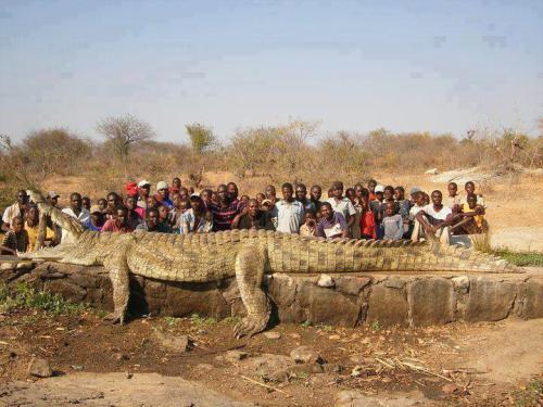 cute-overload:  The people in a village in Africa were losing fellow villagers and called in the army, which shot a 7m long, 1200kg crocodile.http://cute-overload.tumblr.com source: http://imgur.com/r/aww/H7B7e