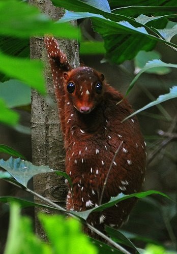 mudwerks:  Sunda colugo