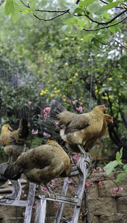 Chickens in the rain&hellip;