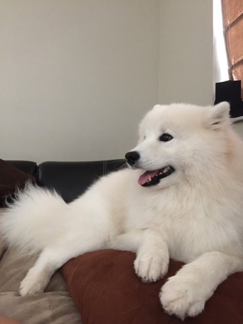 sammiethesamoyed:Sunday nap session. My favorite!