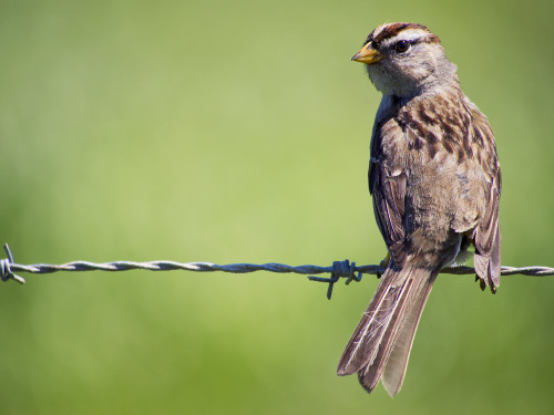 Juvenile White Crowned Sparrow, Point Reyes, CA