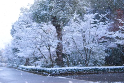 chitaka45:雪の朝　籠の中の世界遺産　❄️金閣寺❄️Kinkakuji temple with snow 