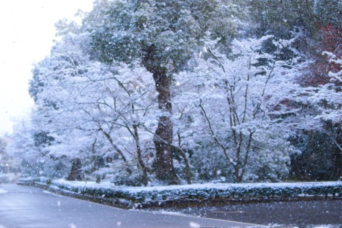 Porn photo chitaka45:雪の朝　籠の中の世界遺産　❄️金閣寺❄️Kinkakuji