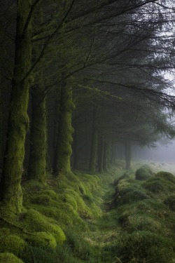 renamonkalou:  Forest of Fleet Cairnsmore