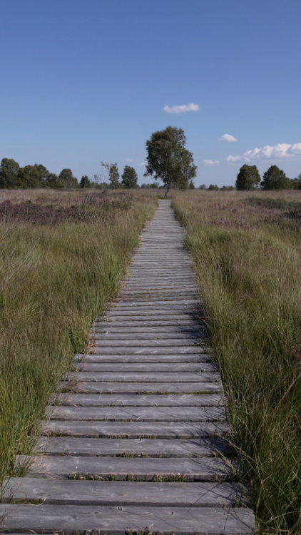 Lustwandelnder Müßiggang. Hohes Venn, August 2019. 