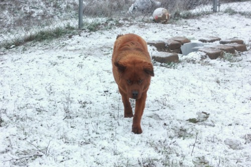 fooposts:  Humphrey - Chow.Retriever.Rottie He’s basically a bunny inside a hellhound body.  