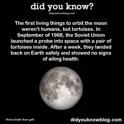 did-you-kno:  The first living things to orbit the moon weren’t humans, but tortoises. In September of 1968, the Soviet Union launched a probe into space with a pair of tortoises inside. After a week, they landed back on Earth safely and showed no signs