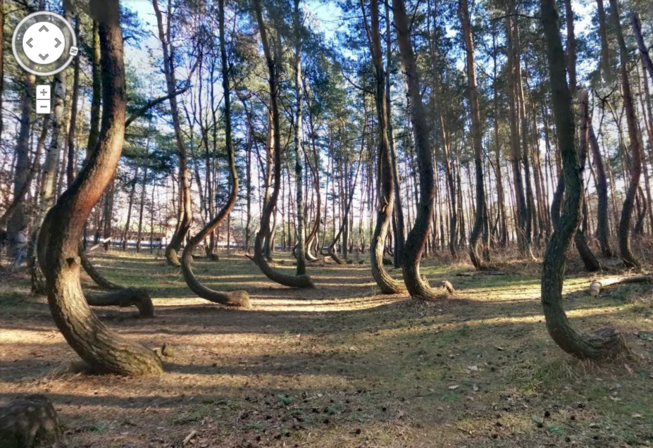 okmoonkid:  53°12’51.5”N 14°28’33.3”Ethe crooked forest, gryfino, poland