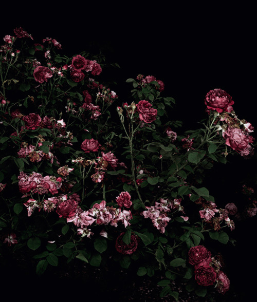 lochiels:The Rose Gardens - Sarah Jones