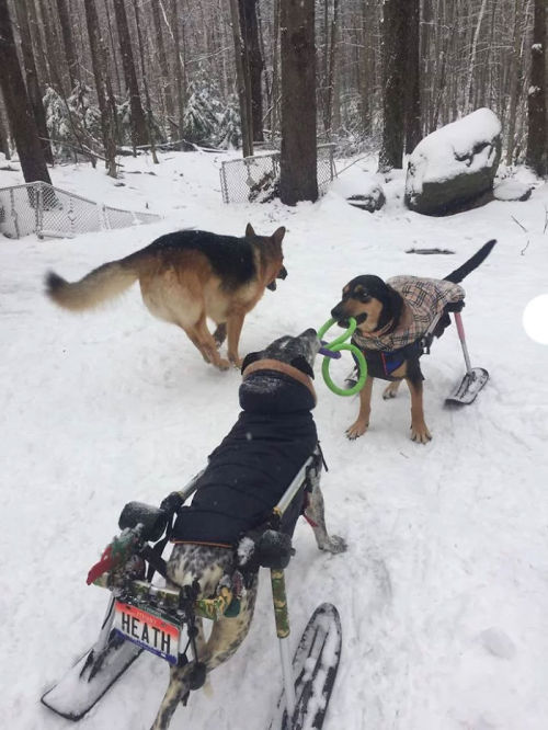 awesome-picz:Woman Adopts 6 Dogs With Special Needs And Now They’re All Living Their Best Lives.