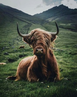 Highland cow! Saw these beauties in Scotland!