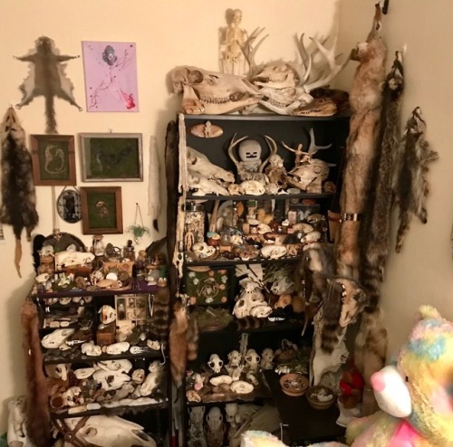 vulture-kitty: Collection update: 1/21/18 I am so running out of room .-.I have 0 idea where to pu