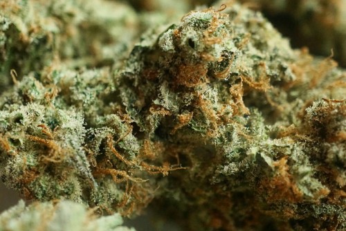 mice-teeth:  close ups of a kiefy pickup ❄