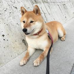 shibainu-komugi:  お散歩出た時間はいつもよりちょっと早かったね。お友達に会えて楽しかったよ。 #shiba #dog #komugi #柴犬