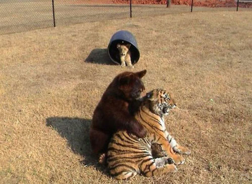 petermorwood: catsbeaversandducks: Lion, Tiger And Bear Raised Together After Rescue From Drug Deale