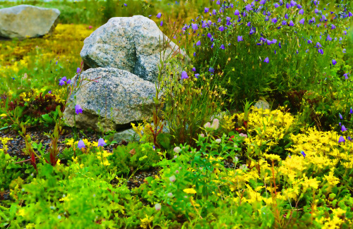 tulipnight:Painterly Flowers by Allen Ramlow