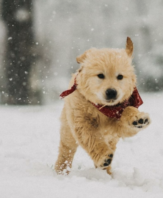 Snow and puppies 😍🐶❄️