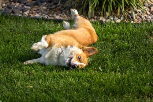 thefrogman:  otisthecorgi:  Otis thoroughly enjoying this patch of lawn.  If you love goofy dogs and you aren’t following Otis’s tumblr, you’re missing out.