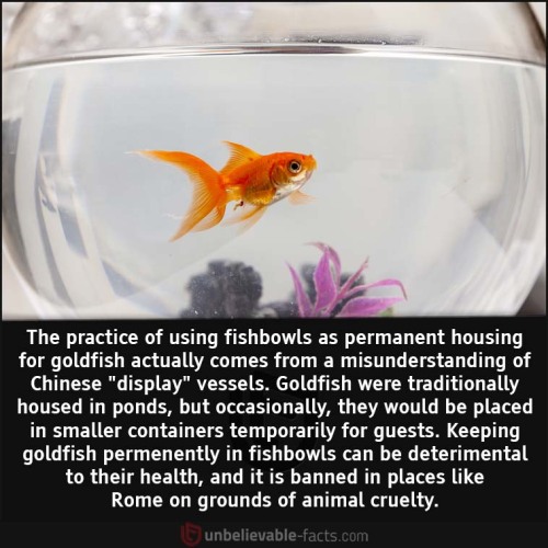 doodlehorseafternoon: As someone with fancy goldfish and in a program aimed at animal welfare and ed