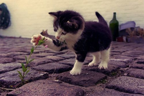 Cats