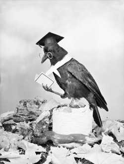 “An educated bird.” Photo shows a crow-like bird wearing fake glasses and a mortar board hat. The bird also holds a piece of paper folded like a book in one of its feet, c. 1950&rsquo;s.