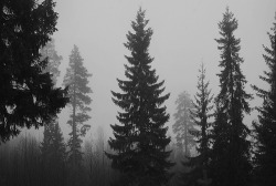 covered-with-mist:  http://covered-with-mist.tumblr.com/