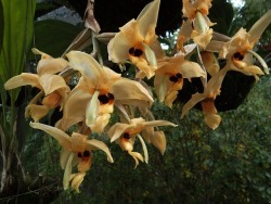 orchid-a-day: Stanhopea wardii Syn.: Stanhopea
