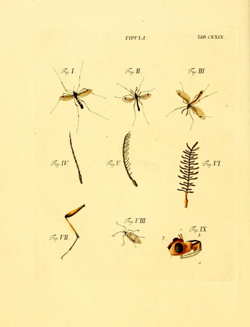 wapiti3: Schaeffer’s Introduction to the Insectenkenntnis   By Schäffer, Jacob Christian, 1718-1790 