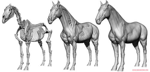 Equine Ecorche Reference Images. Model available to buy here ::  https://www.3dscanstore.com/ecorche