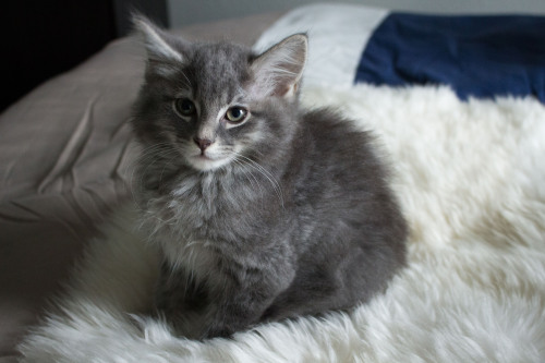 Hank’s 3-month baby portrait