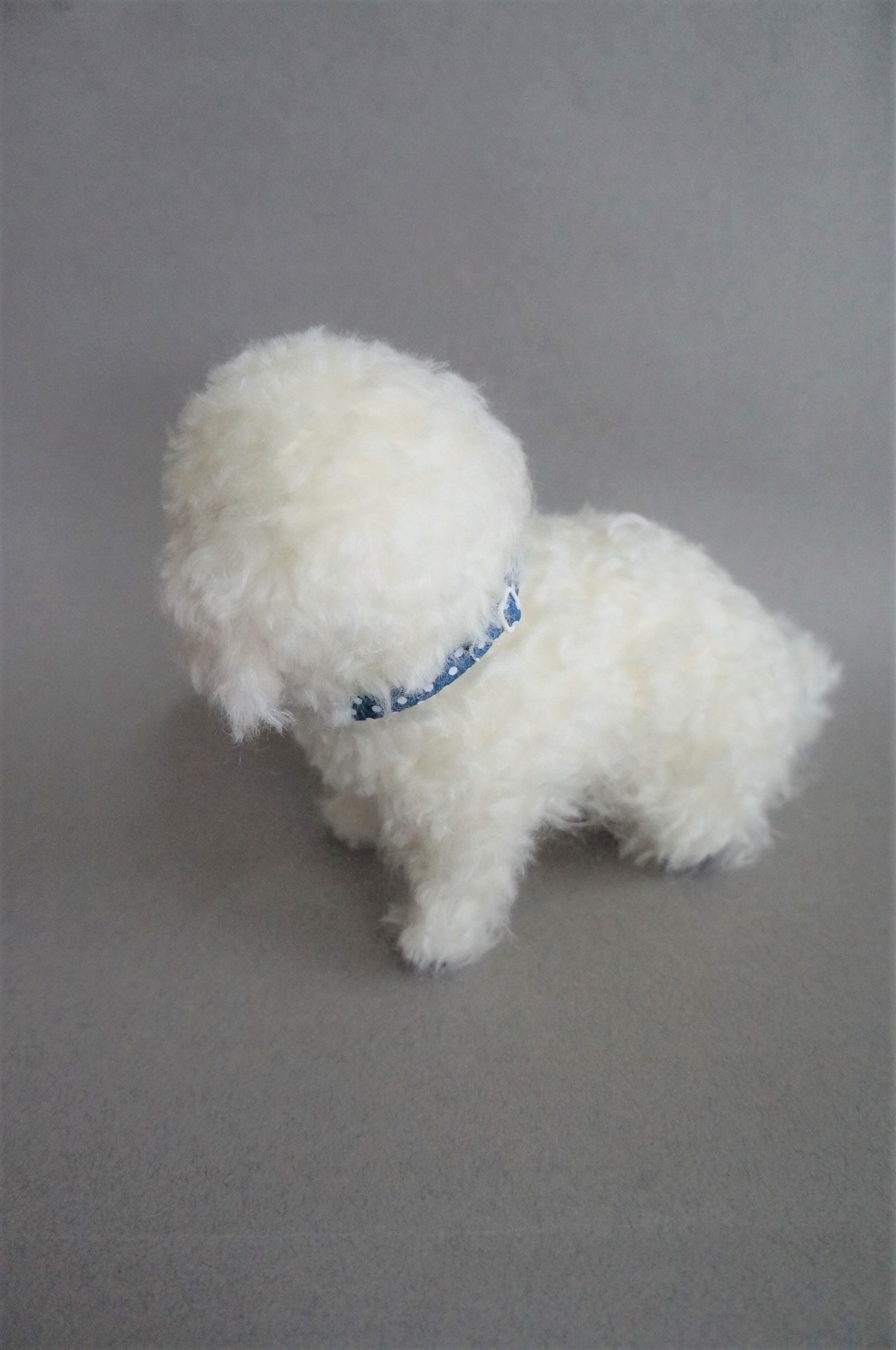 janetsneedlefelting:  I felted this Maltese puppy upon request.  I like its expression