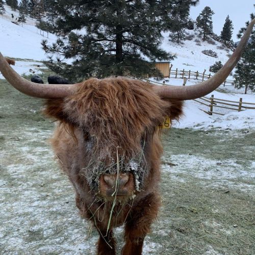 oof the hay is frozen ta ma face!heilan coo via lil valley ranch